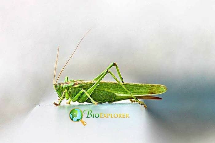 What Do Katydids Crickets Eat