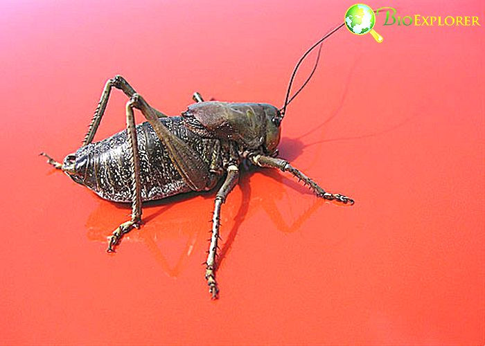 What Do Mormon_Crickets Eat