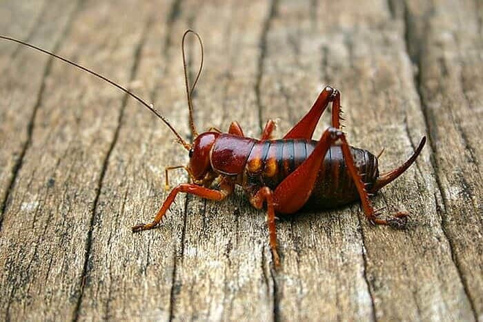 What Do Parktown Prawn Crickets Eat