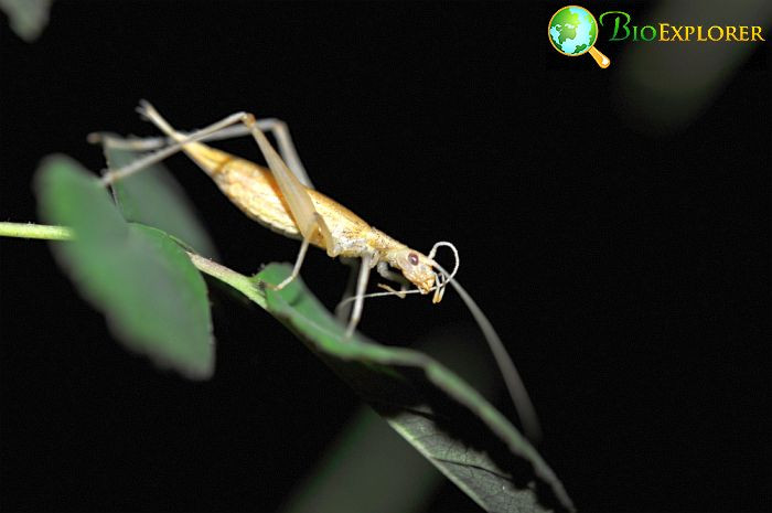 What Do Snowy Tree Crickets Eat
