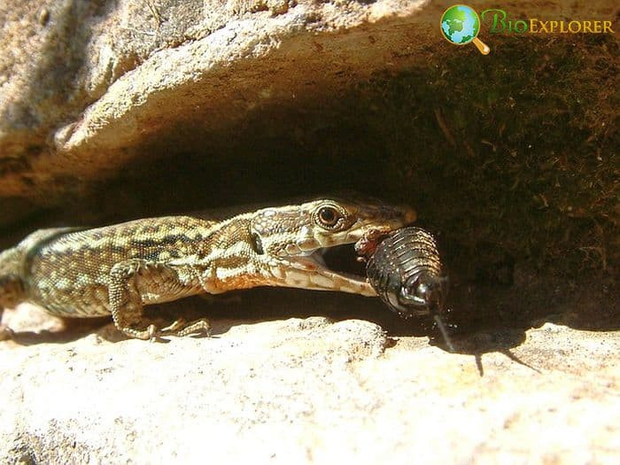 What Eats Crickets