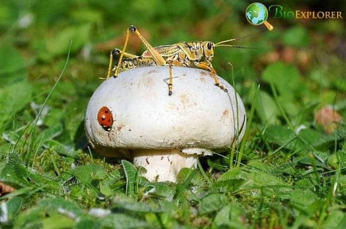 When Do Crickets Eat