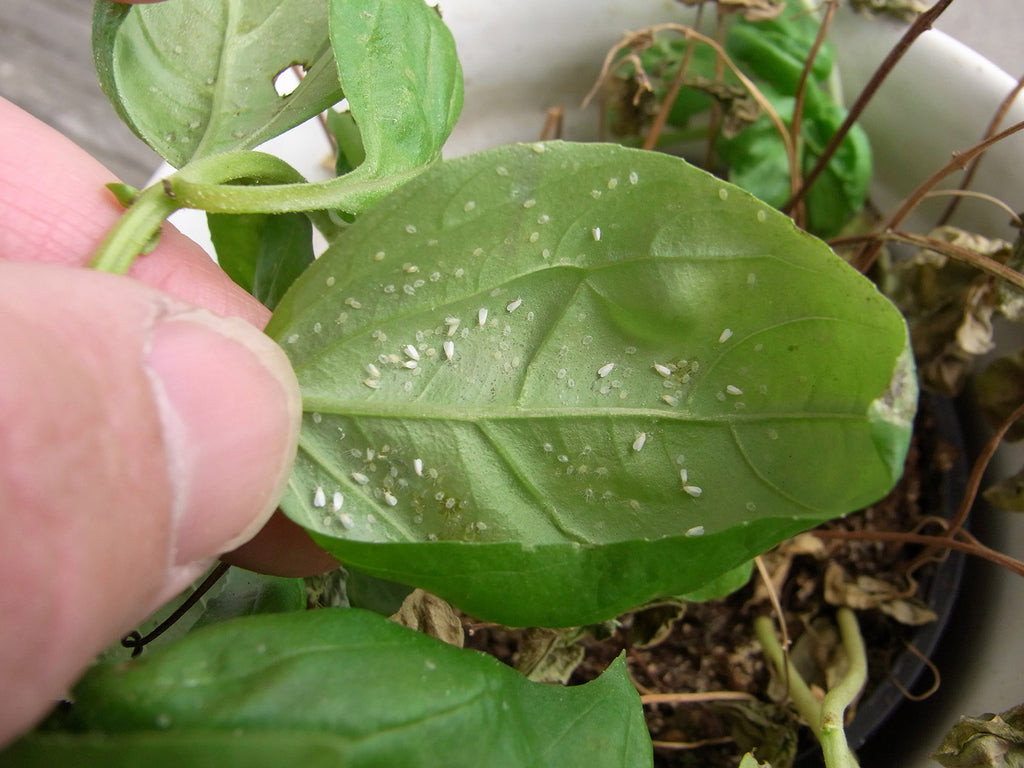 Checking for whiteflies