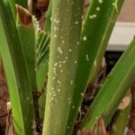 Mealybugs infesting a plant, showing their white, cotton-like appearance
