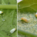 Whiteflies and their eggs and larvae
