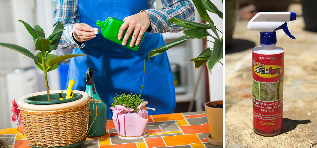 Spray with insecticidal soap or Neem oil