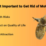 Importance of getting rid of moth flies for health