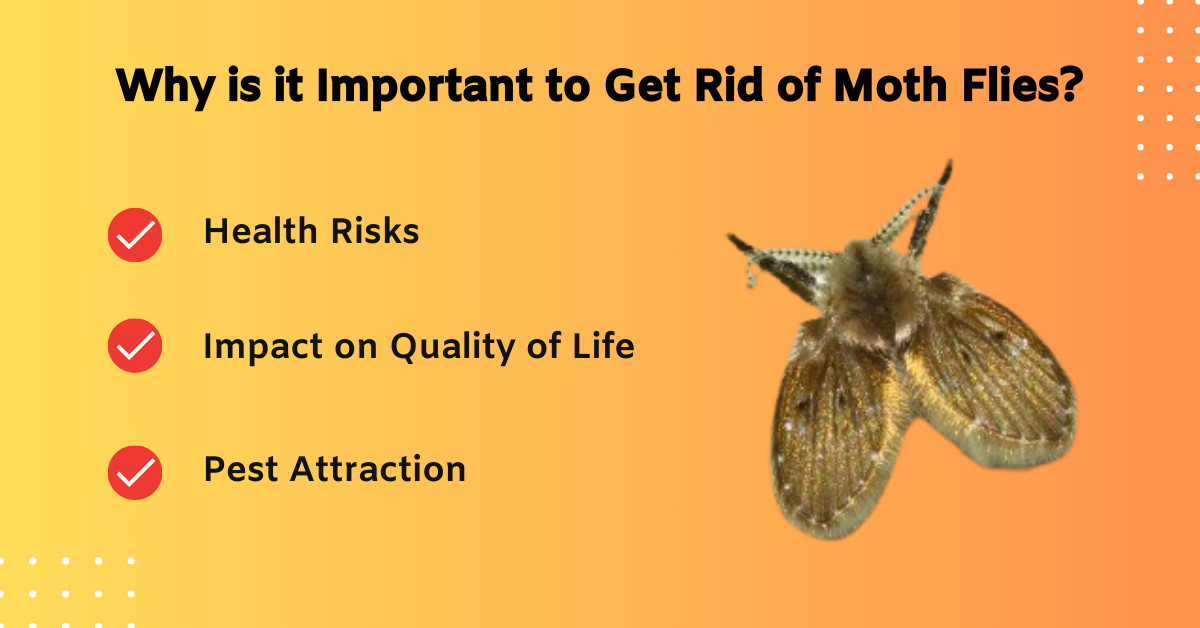 Importance of getting rid of moth flies for health