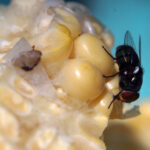 House fly carrying bacteria
