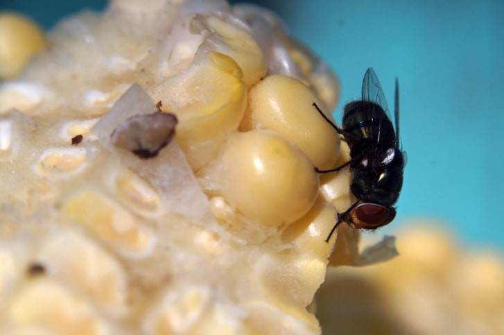 House fly carrying bacteria