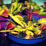 Young Venus flytraps thriving in blue and purple pots, ready to catch small insects like gnats, enriching their diet and showcasing their unique carnivorous nature