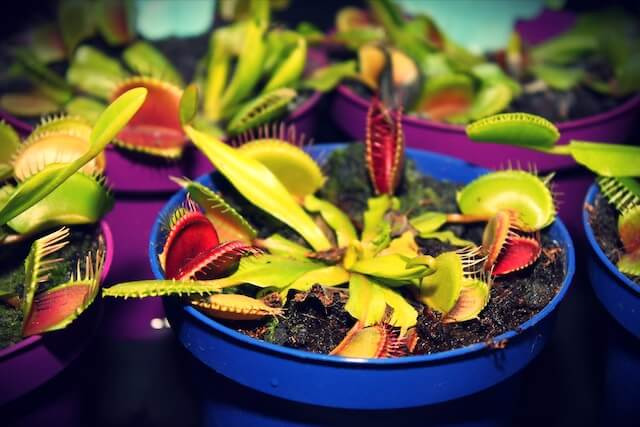 Young Venus flytraps thriving in blue and purple pots, ready to catch small insects like gnats, enriching their diet and showcasing their unique carnivorous nature