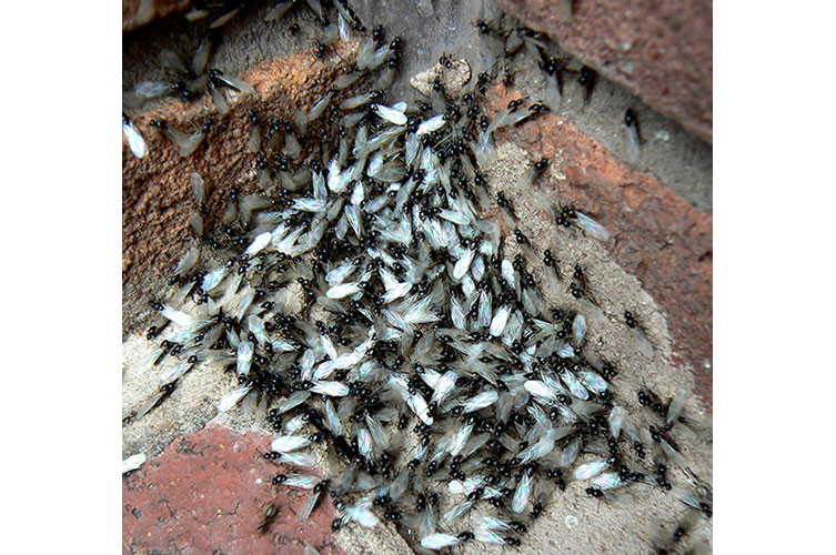 Lots of winged ants in a corner between bricks