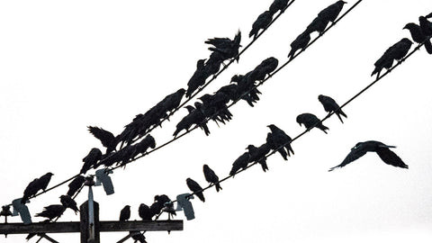 wires-full-of-crows