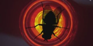 The fly on the red light in 