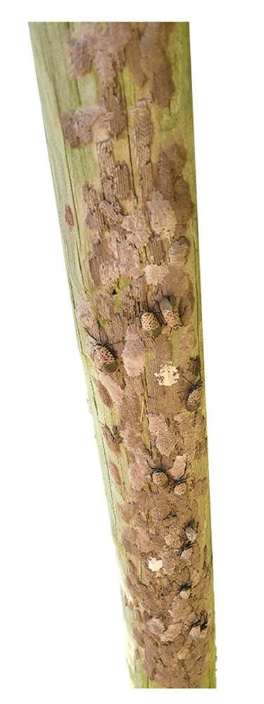 A wooden post abundant with spotted lanternfly egg masses
