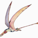 Rhamphorhynchus Facts for Kids