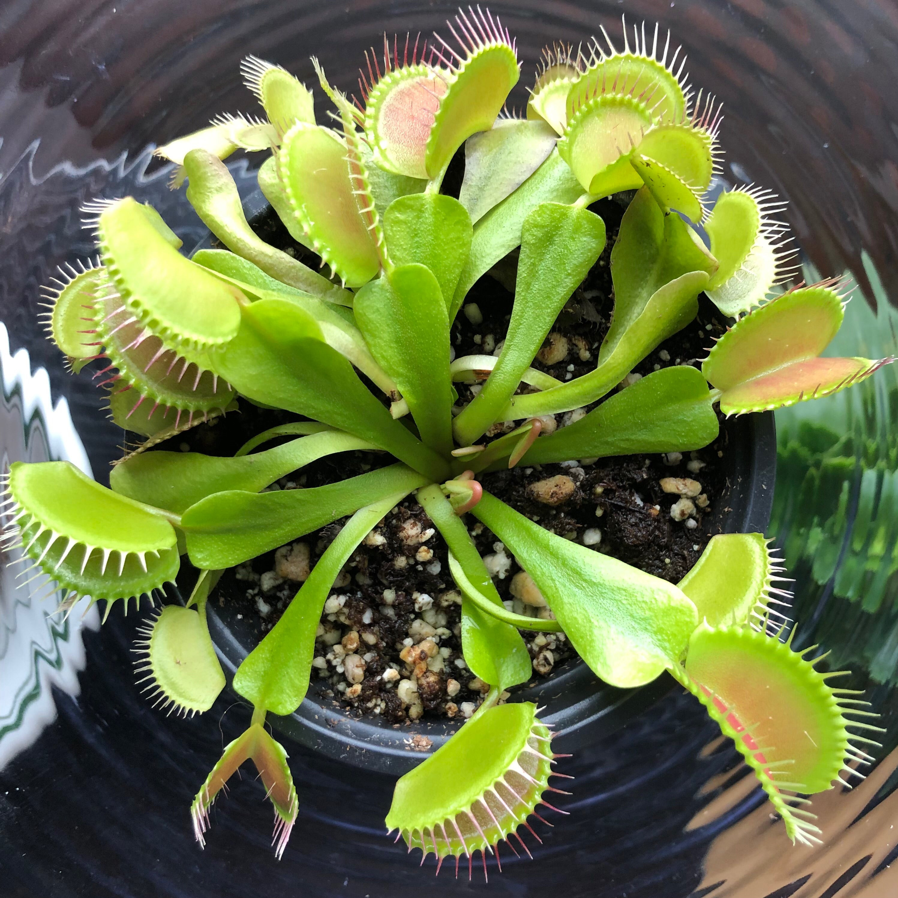 Venus Fly Trap plant in a pot with vibrant green leaves and well-formed traps.