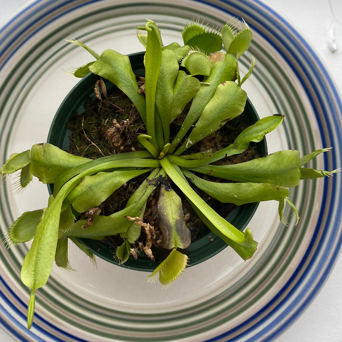 Venus Fly Trap plant in a pot on a plate, with some browning leaves.