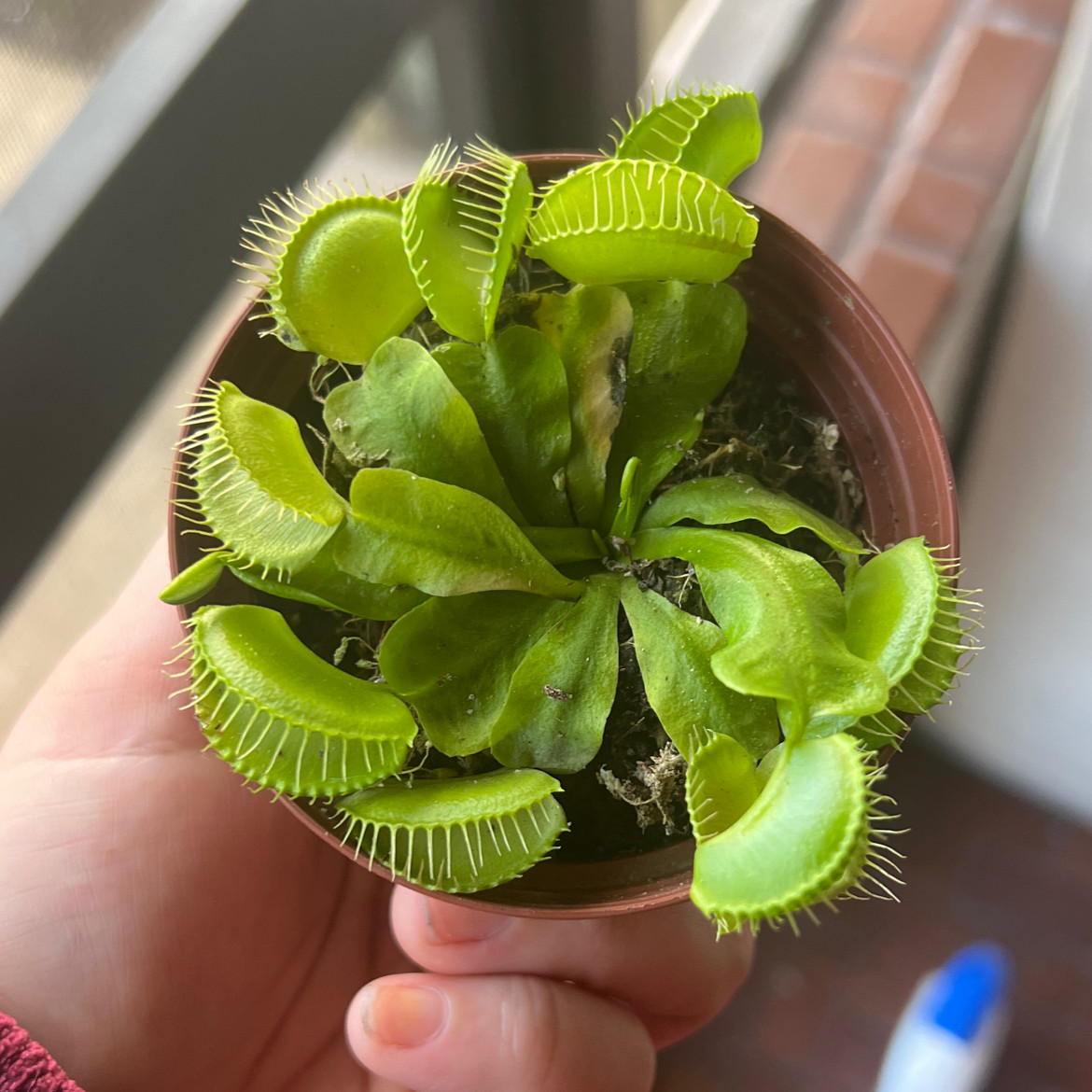 Venus Fly Trap plant in a small pot held by a hand, vibrant green leaves.