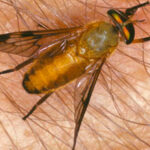 Yellow Fly Identification