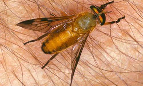 Yellow Fly Identification