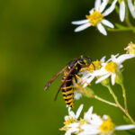 Yellow Jacket on Flower