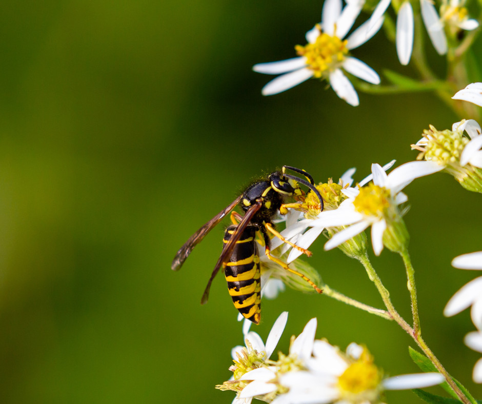 Yellow Jacket on Flower