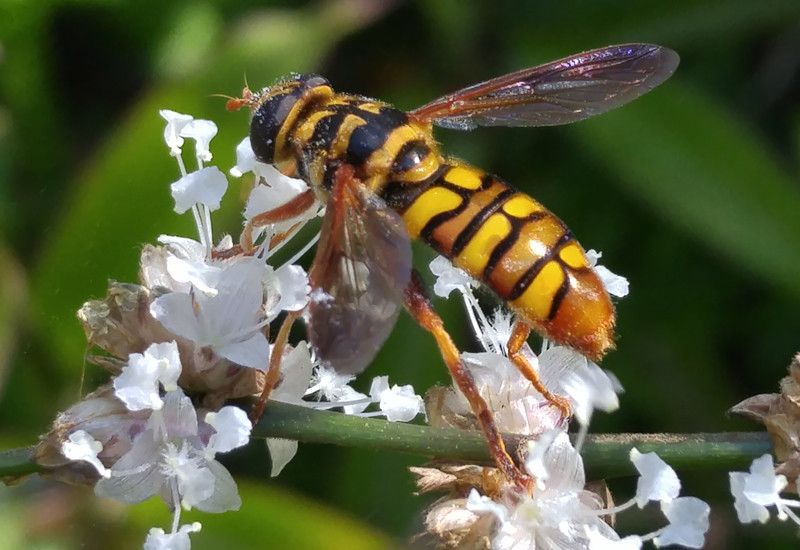 Hoverfly with black and yellow stripes