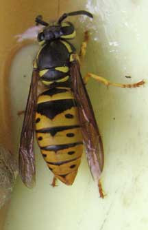 Yellow Jacket Wasp