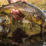 Trout caught on a streamer fly