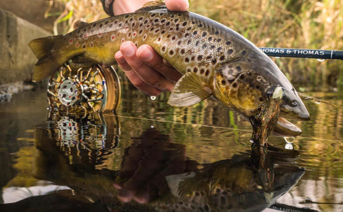 Trout caught on a streamer fly