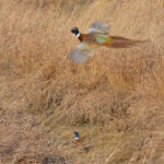 Male ring-necked pheasants feature a white ring around their neck with body plumage of gold, brown, green, purple, and white