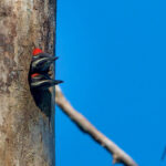 Pileated Woodpecker (*Dryocopus pileatus*) perched on a tree branch, displaying its prominent red crest and robust build