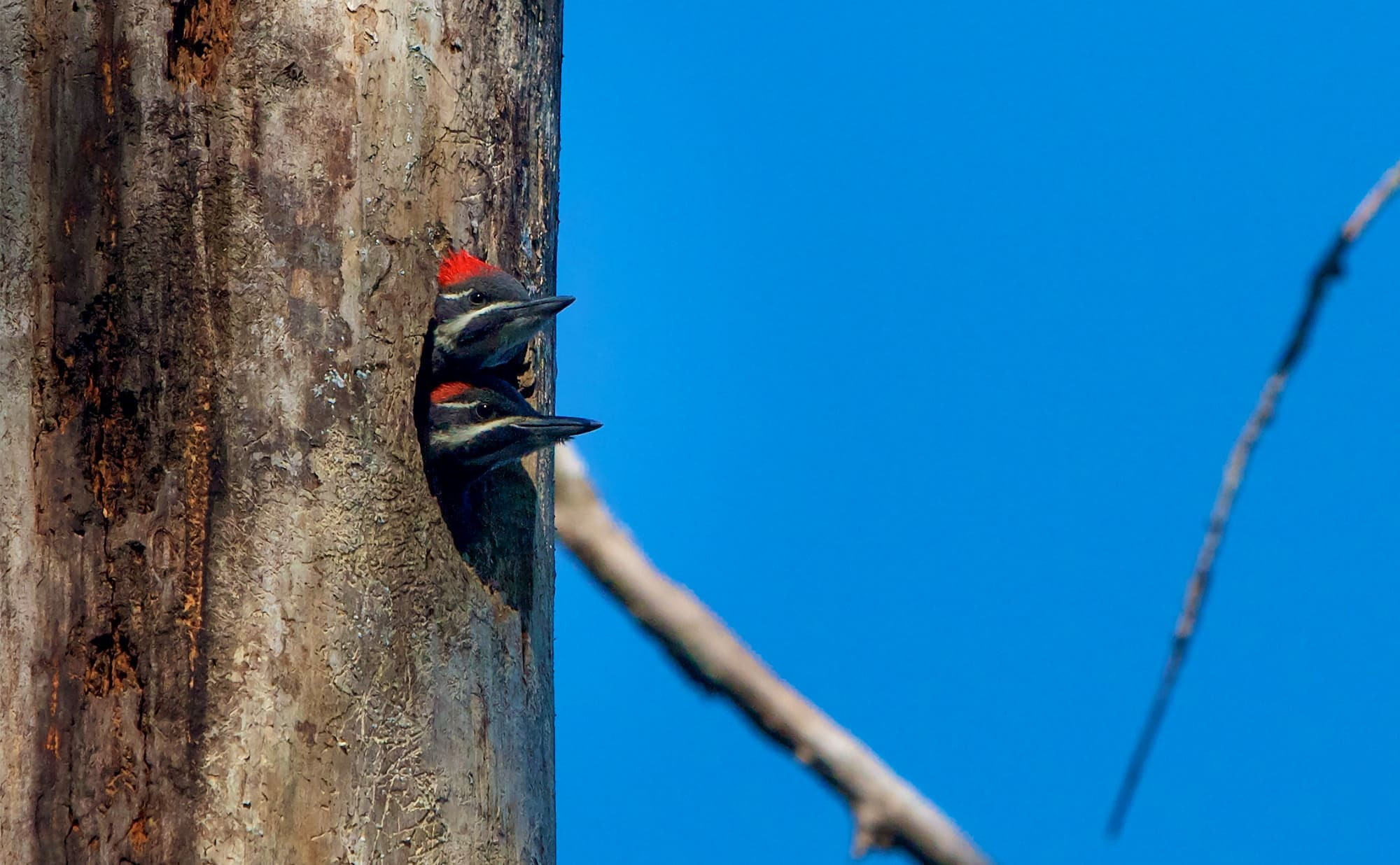 Pileated Woodpecker (*Dryocopus pileatus*) perched on a tree branch, displaying its prominent red crest and robust build