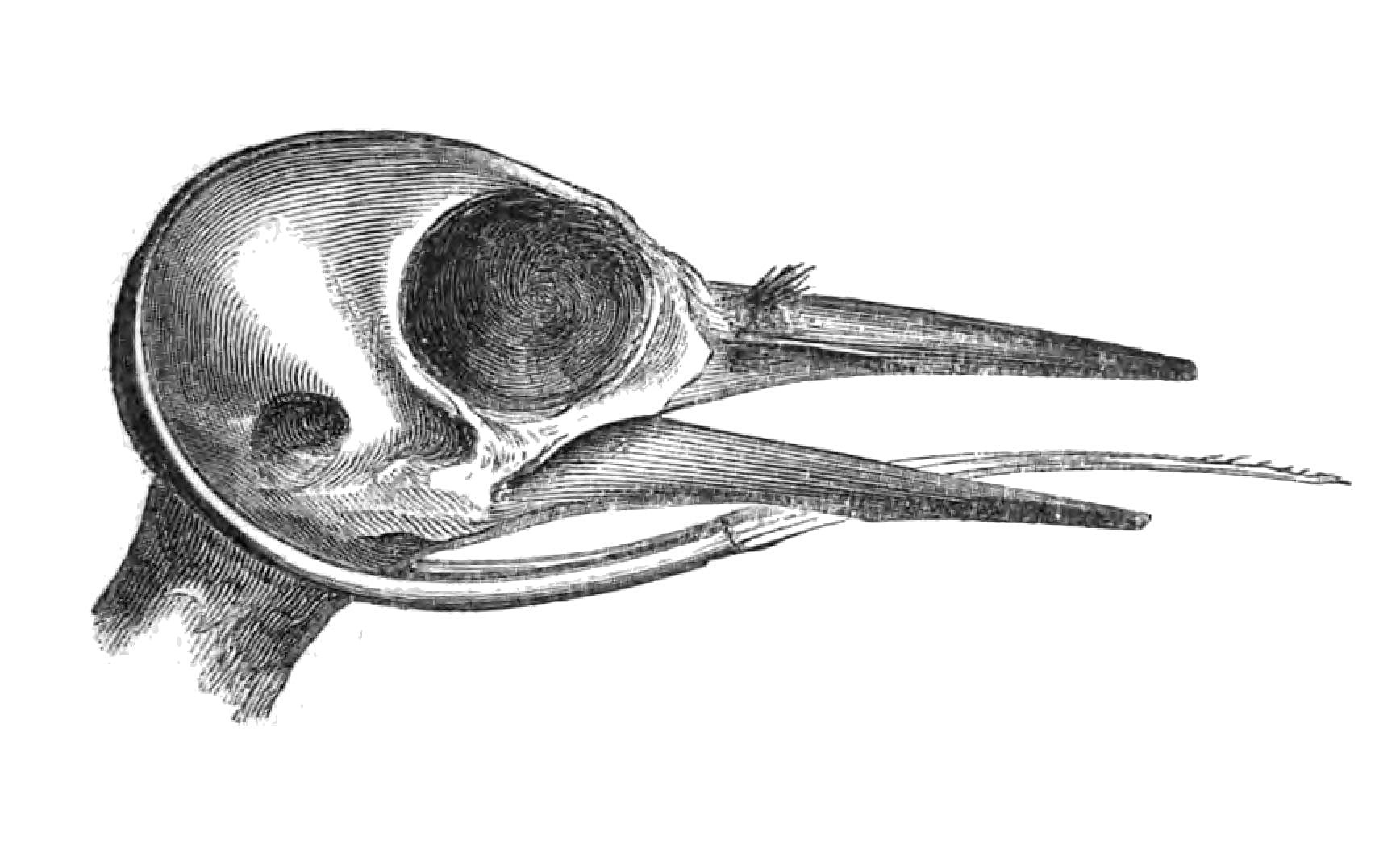 Woodpecker skull engraving showing the hyoid apparatus wrapping around the skull to protect the brain during pecking