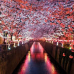 Close-up view of vibrant sakura cherry blossoms in full bloom against a clear blue sky, symbolizing Japan