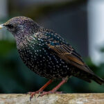 Starlings on a Wire