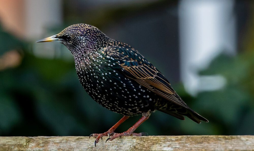 Starlings on a Wire