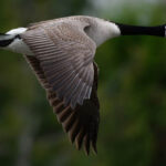 Canada Geese Trends