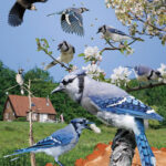 Blue Jay Perched on a Branch