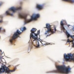 House Fly Close Up