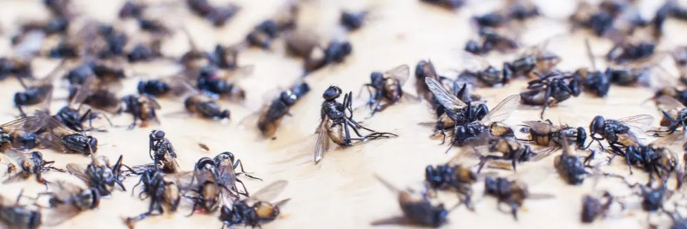 House Fly Close Up