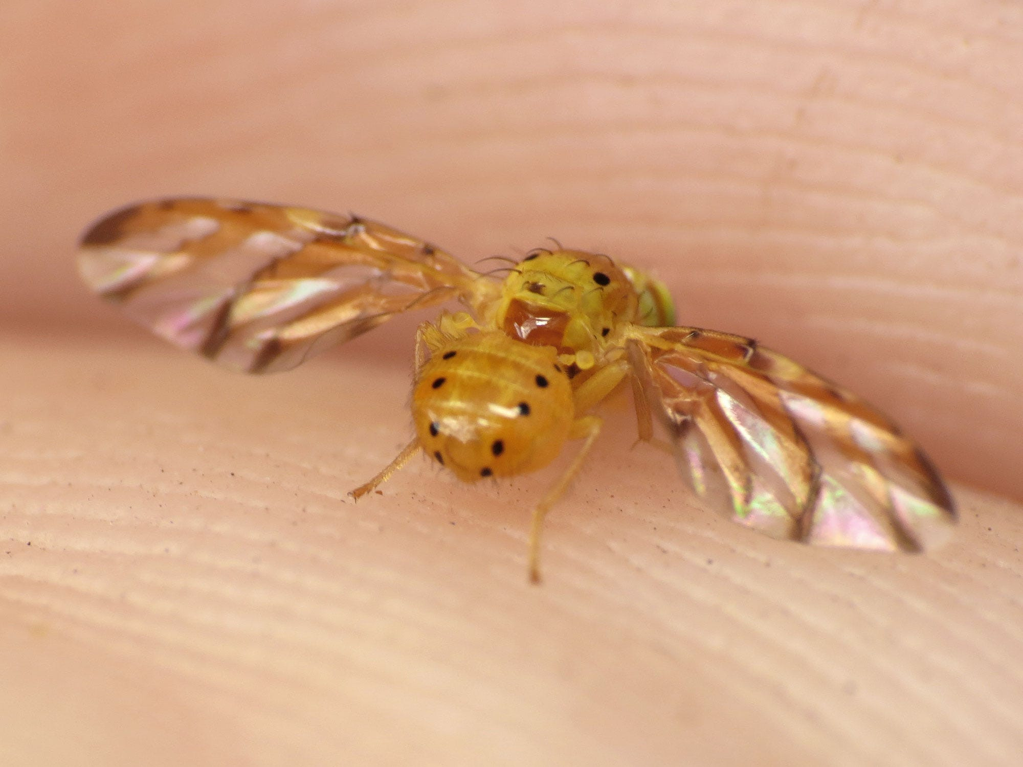Fruit flies feasting on a sliced orange