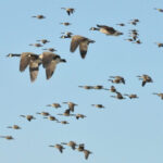 Canadian geese in flight formation against a blue sky.