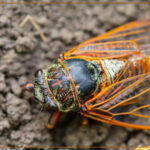 Cicada on a tree branch