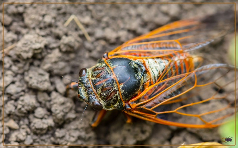 Cicada on a tree branch