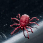 Clover mite crawling in a home