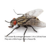 Cluster fly resting on a window, characterized by its sluggish movement and golden sheen