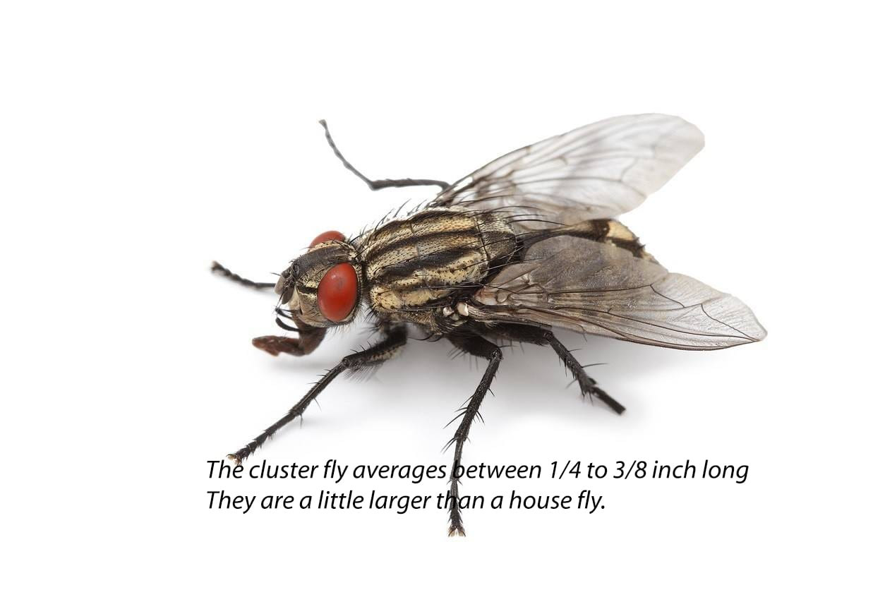 Cluster fly resting on a window, characterized by its sluggish movement and golden sheen